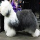 CH JUST FOR FUN OF BAYROETH DE EDEN
TOP BOBTAIL EN UK